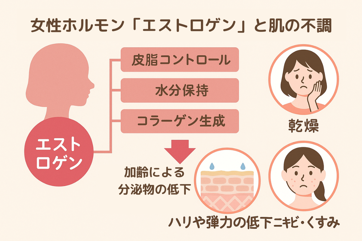 女性ホルモン「エストロゲン」と肌の不調