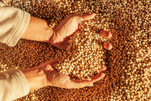 栄養素が豊富な大豆を毎日取り入れよう！『MASH SOY』を使ったお手軽レシピを紹介